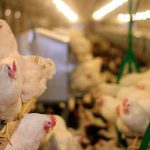 Belice advierte posible brote de Newcastle, enfermedad que afecta aves Belice advierte posible brote de Newcastle, enfermedad que afecta aves