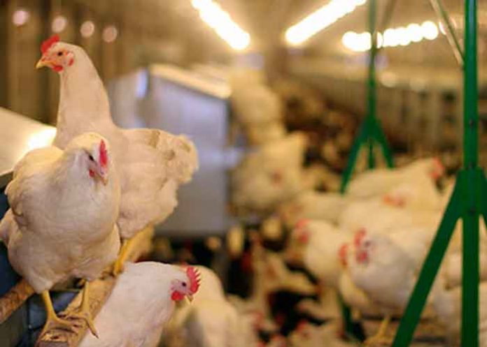 Belice advierte posible brote de Newcastle, enfermedad que afecta aves