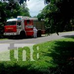 Enjambre de abejas africanizadas atacan en Isla de Ometepe