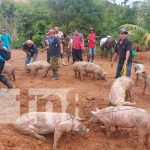 Entregan bonos de cerdos en comunidades indígenas del Caribe Norte Entrega de bonos de cerdos para familias productoras del Caribe Norte