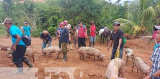 Entrega de bonos de cerdos para familias productoras del Caribe Norte