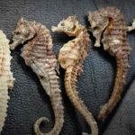 Ciudadano chino pretendía sacar de Ecuador 213 caballitos de mar Ciudadano chino pretendía sacar de Ecuador 213 caballitos de mar