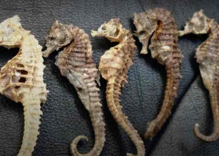 caballito-chino- Ciudadano chino pretendía sacar de Ecuador 213 caballitos de mar