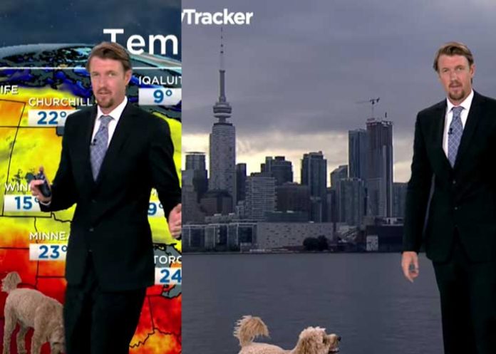 Un perro interrumpe a su dueño en noticiero en vivo