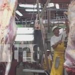 Matadero en Estelí con el cual se exporta carne al extranjero