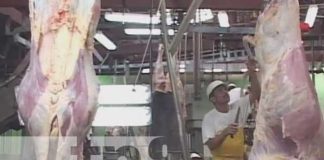 Matadero en Estelí con el cual se exporta carne al extranjero