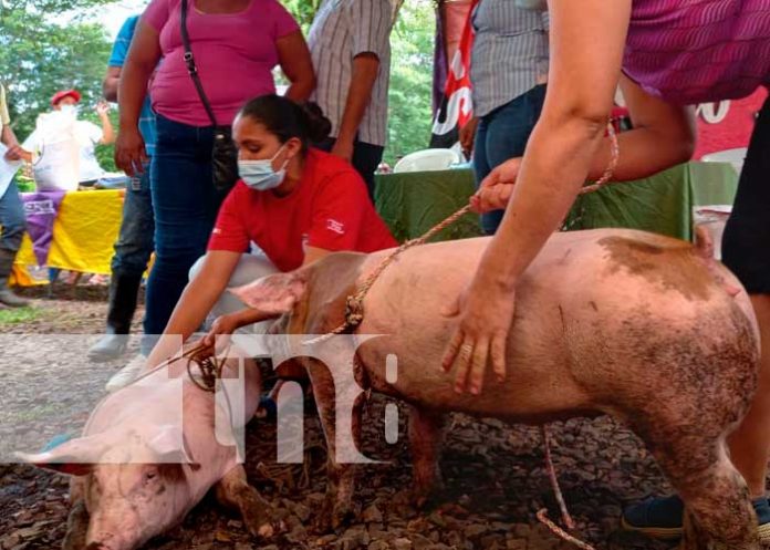 INTA entregó más de 200 cerdas a mujeres protagonistas