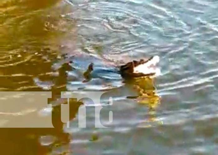 Población en alerta por lagartos