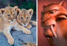 ¡Impresionante! Encuentran dos cachorros leones de la era de hielo ¡Impresionante! Encuentran dos cachorros de leones de la era de hielo