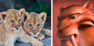 ¡Impresionante! Encuentran dos cachorros de leones de la era de hielo