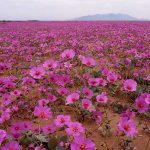 El lugar más seco del mundo se llenará de flores este año