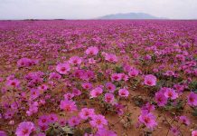 El lugar más seco del mundo se llenará de flores este año