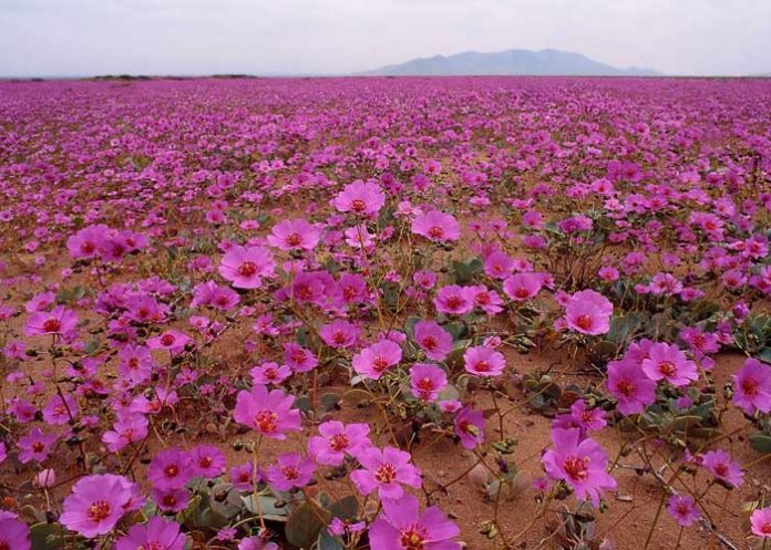 El lugar más seco del mundo se llenará de flores este año