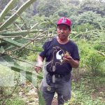 Campesinos de Ticuantepe cosechan frijoles «rojinegros» y otros productos Productor de Ticuantepe con siembra de frijoles