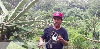 Productor de Ticuantepe con siembra de frijoles