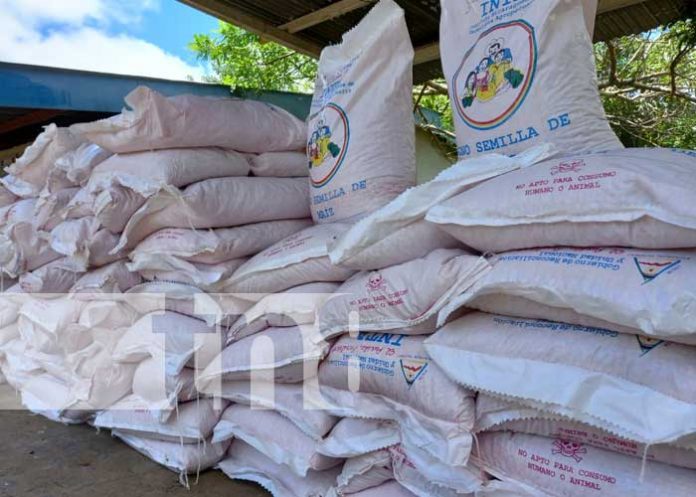 Productores reciben bono de maíz en San Carlos