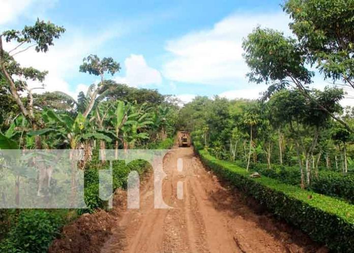 Reparan caminos rurales de cara a la temporada cafetalera en Jinotega