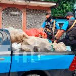 Incautan sacos de presunta marihuana en una casa del Bº 380 de Managua Incautan 10 sacos de presunta marihuana en una casa del Bº 380 de Managua