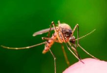 Detectan una variante de malaria resistente a medicamento en África Detectan una variante de malaria resistente a medicamento en África