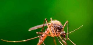 Detectan una variante de malaria resistente a medicamento en África