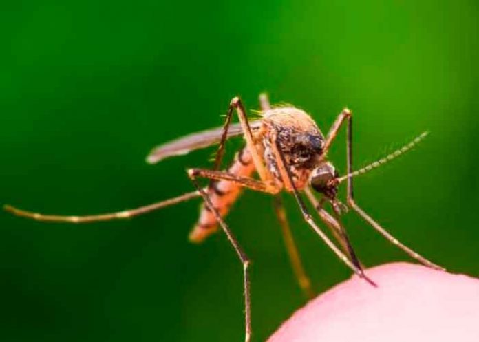 maleria1 Detectan una variante de malaria resistente a medicamento en África