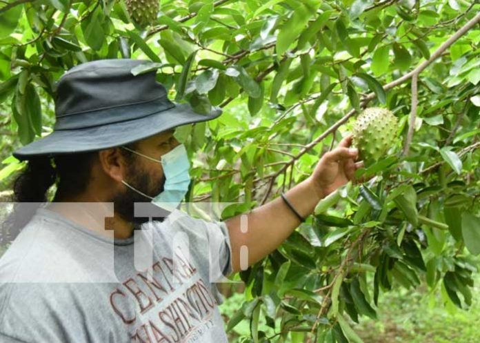 Exitoso productor nagaroteño de Rancho Pando aporta a economía local