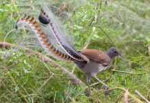 Este pájaro de Australia imita a la perfección el llanto de un bebé humano Este pájaro de Australia imita a la perfección el llanto de un bebé humano