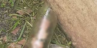 Hombre encuentra en su jardín un órgano masculino
