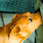 ¿Por qué los perros olfatean nuestros genitales? ¿Por qué los perros olfatean nuestros genitales?