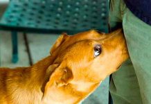 ¿Por qué los perros olfatean nuestros genitales? ¿Por qué los perros olfatean nuestros genitales?