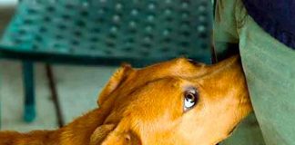 ¿Por qué los perros olfatean nuestros genitales?