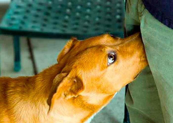 ¿Por qué los perros olfatean nuestros genitales?