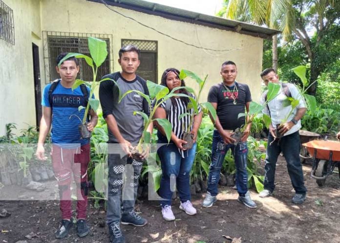 plantas-1 Productores fortalecerán parcelas de plátano con vitroplantas en Ometepe