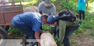 Actividad porcina en Nandaime, Granada