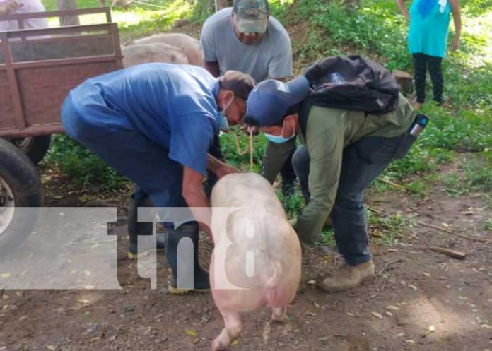 porcino-nandaime-2 Actividad porcina en Nandaime, Granada