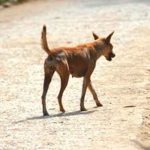 ¡De terro! Un perro aparece con la cabeza de un bebé en su hocico
