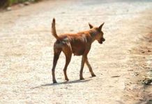 ¡De terro! Un perro aparece con la cabeza de un bebé en su hocico