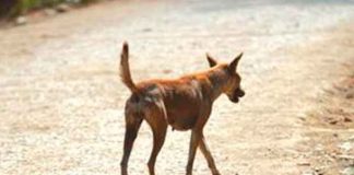 ¡De terro! Un perro aparece con la cabeza de un bebé en su hocico