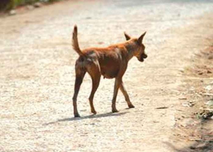 ¡De terro! Un perro aparece con la cabeza de un bebé en su hocico