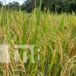 INTA promueve semilla de calidad para mejorar cosechas en Río San Juan Reunión de productores en Río San Juan por semillas mejoradas