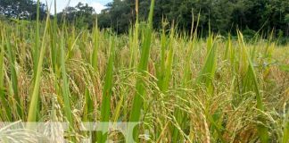 Reunión de productores en Río San Juan por semillas mejoradas