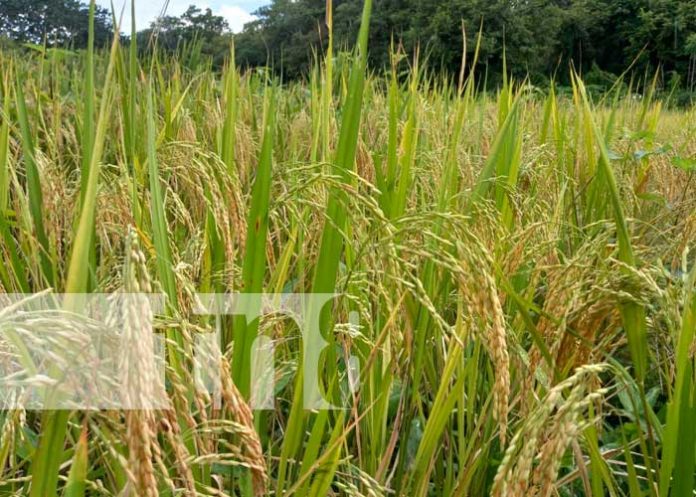 Reunión de productores en Río San Juan por semillas mejoradas