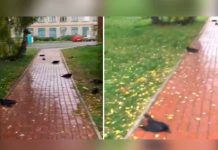 Misterio en Rusia por cientos de cuervos que caen muertos del cielo