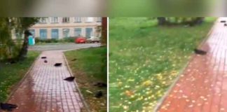Misterio en Rusia por cientos de cuervos que caen muertos del cielo