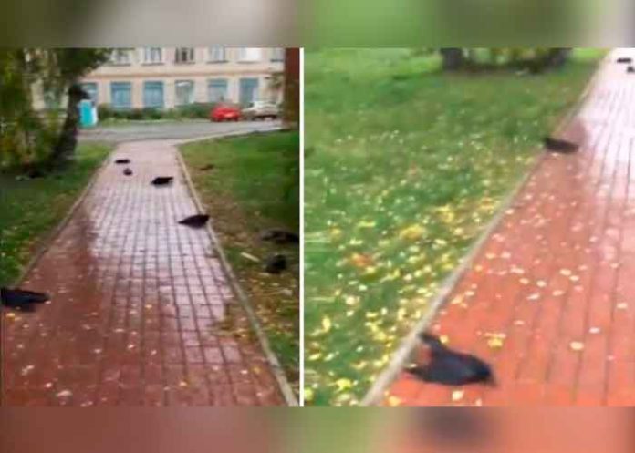 Misterio en Rusia por cientos de cuervos que caen muertos del cielo