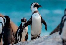 Más de 60 pingüinos mueren por picaduras de abeja en Sudáfrica