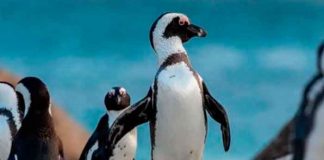 Más de 60 pingüinos mueren por picaduras de abeja en Sudáfrica