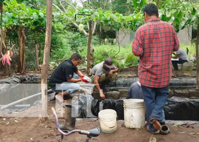 Crianza de tilapias en Nandaime