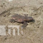 MARENA libera tortuguillos en la Reserva Padre Ramos en El Viejo MARENA libera tortuguillos en la Reserva Padre Ramos en El Viejo