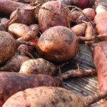 Producción de raíces y tubérculos va a muy buen ritmo en Nicaragua Imagen de raíces y tubérculos, producción que aumenta en Nicaragua